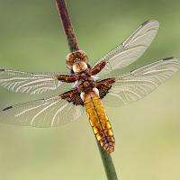 Broad Bodied Chaser female 3 